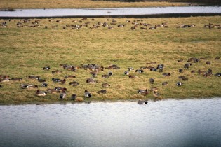 Widgeon flock