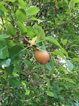 wild pears